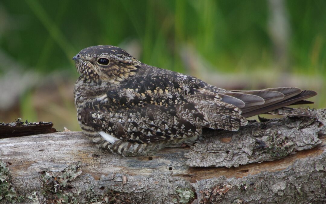 Canadian Nightjar Survey