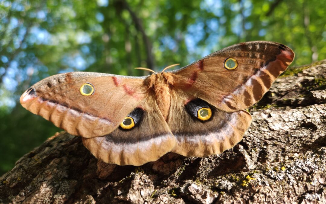 Moths and Butterflies of Alberta