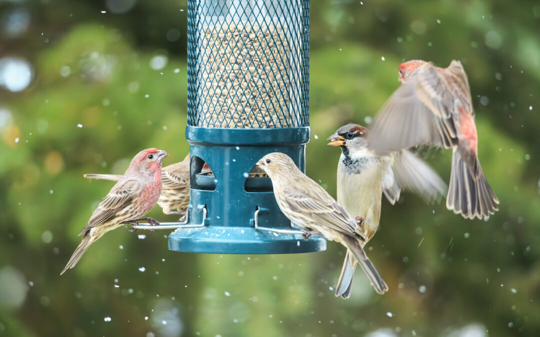 Project Feeder Watch