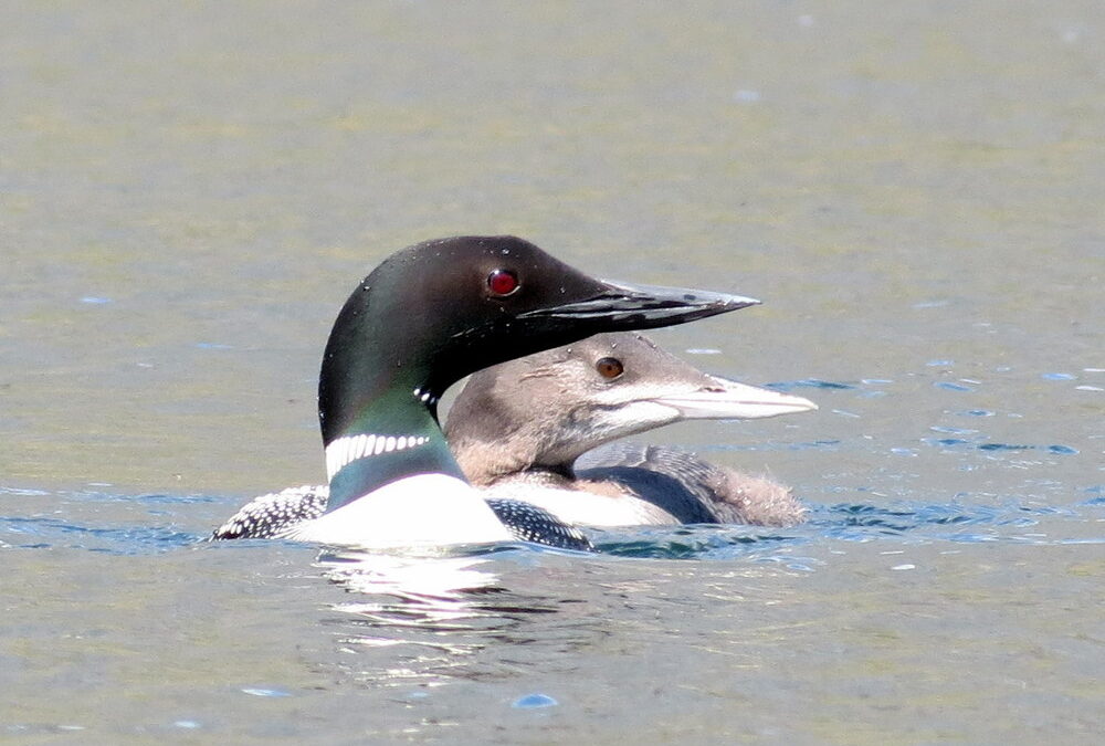 Canadian Loon Survey