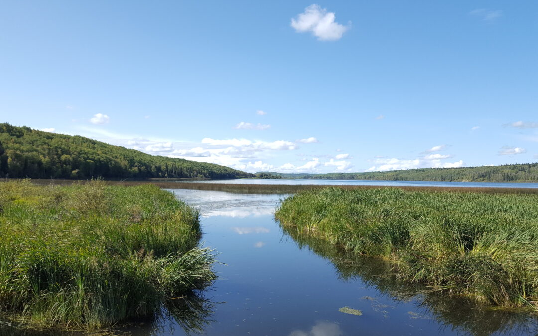 Invasive Mussel Monitoring in the Battle River Watershed