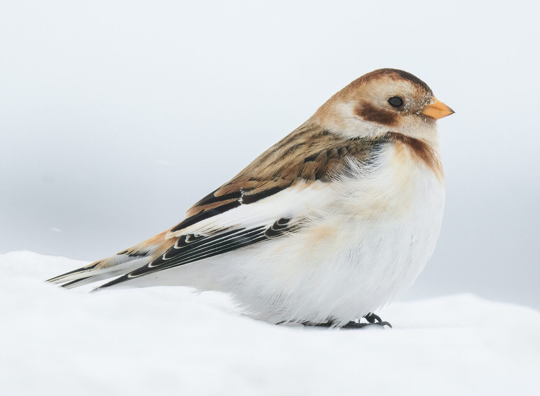 2024 Christmas Bird Count Brings Surprising Results