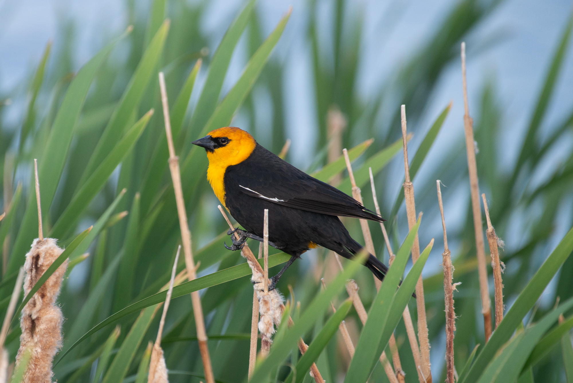 2025 Alberta Biodiversity Challenge Brings in Record-Breaking Results