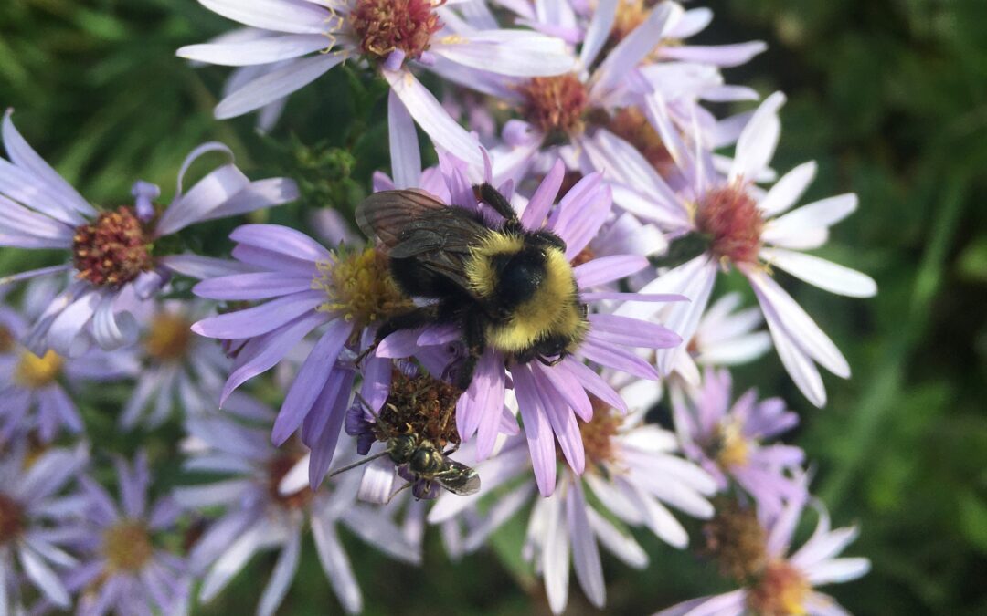 Bumble bees of the Oldman watershed