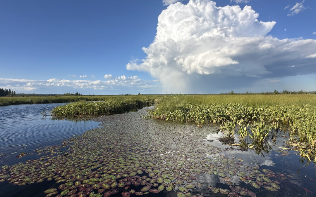 Diving Deep into Alberta’s Aquatic Plants