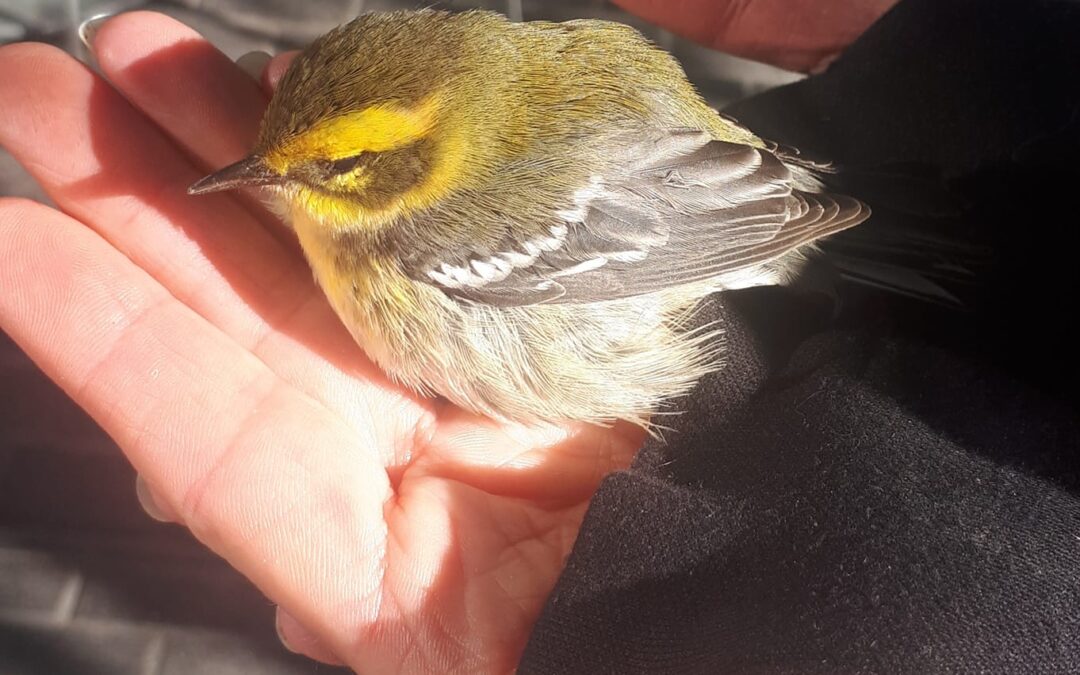 Calgary Urban Species Response Time Spring Volunteer Orientation