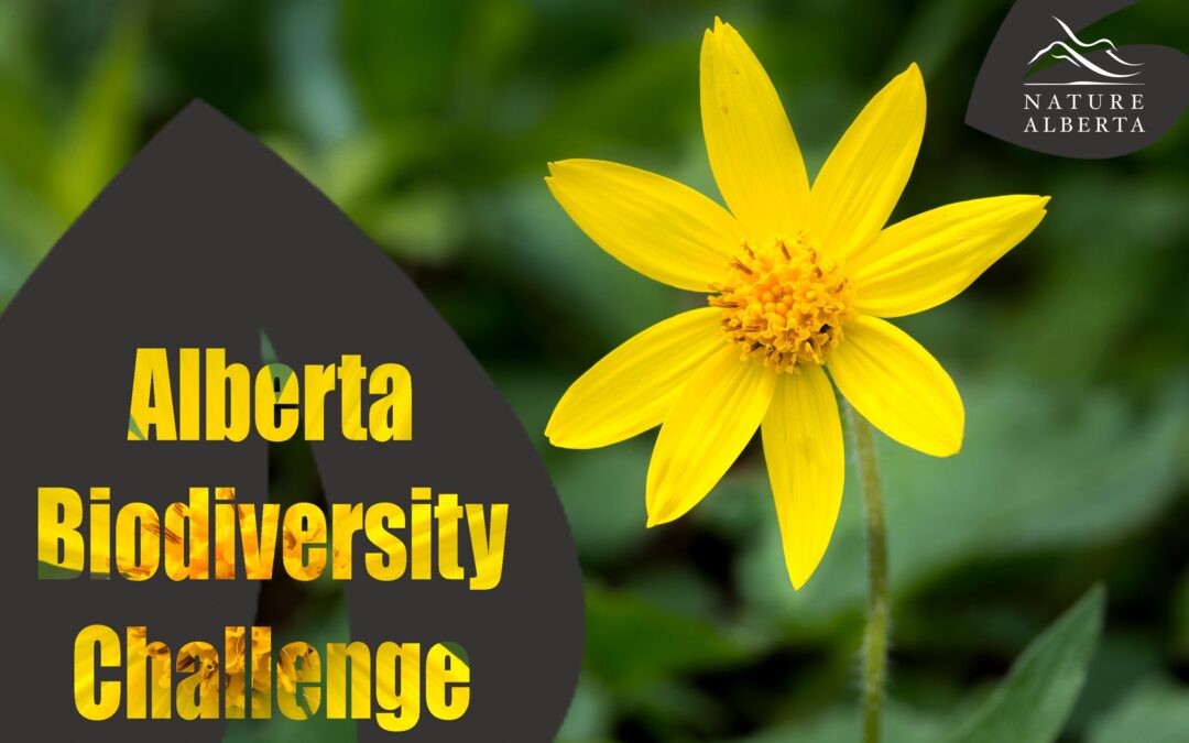 Alberta Biodiversity Challenge
