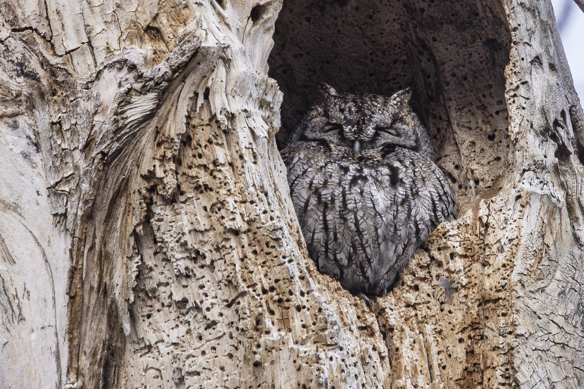 2025 Christmas Bird Count Breaks 9 All-Time Provincial Records