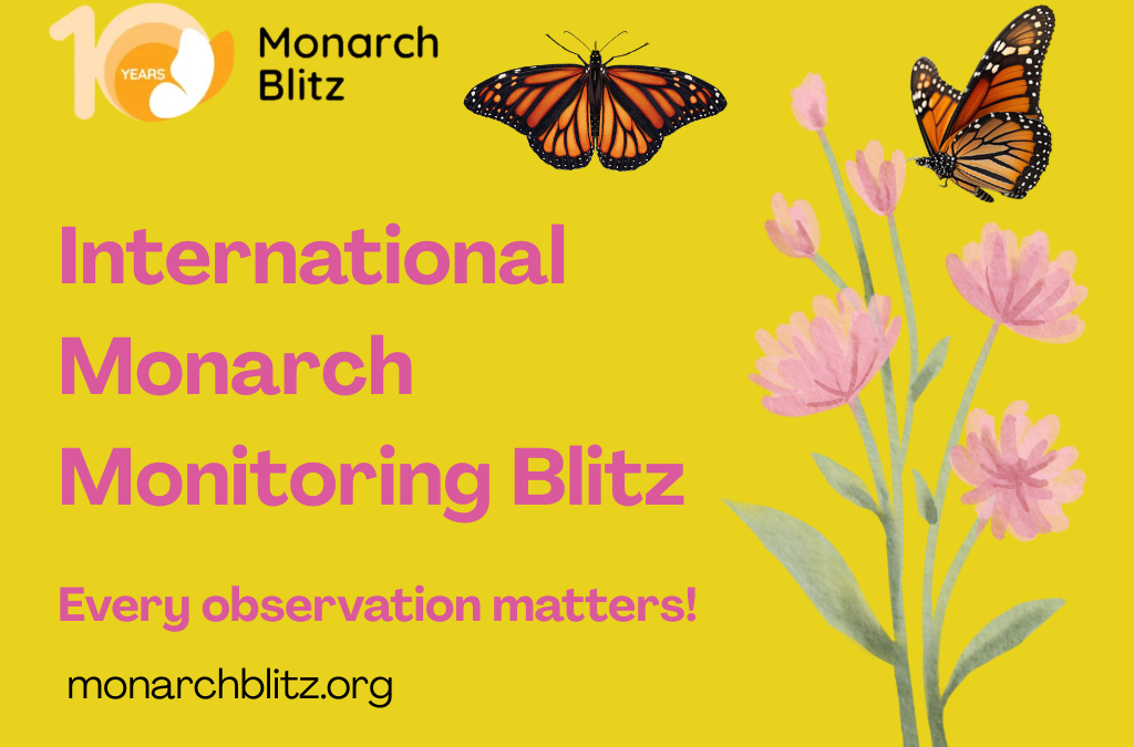 International Monarch Blitz