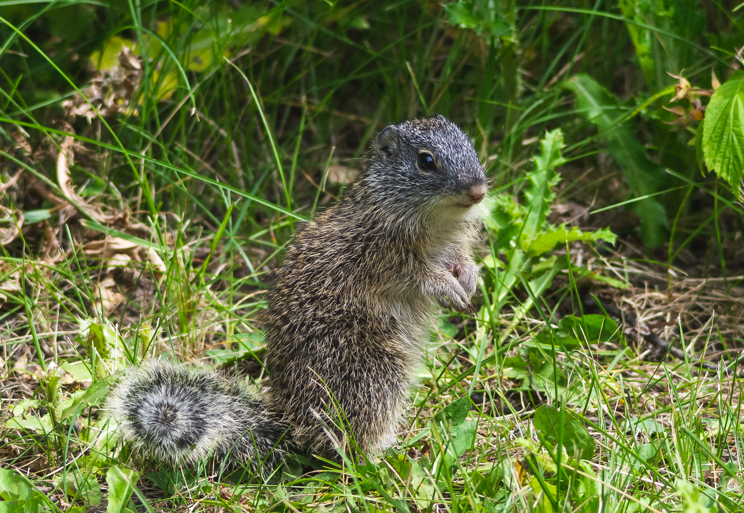 Every Observation Counts: How Citizen Scientists Are Helping Franklin's Ground Squirrel Research
